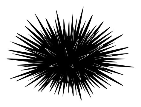 Sea Urchin Silhouette - Minimalist Vector Illustration
