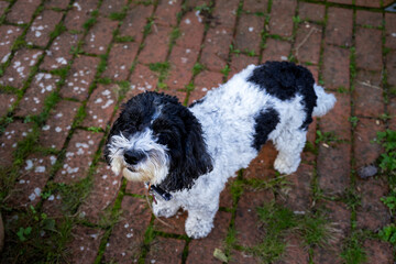 Cookie the cockapoo on a brick patio