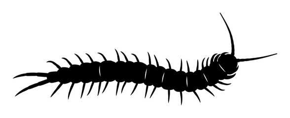 Centipede Silhouette - Minimalist Vector Illustration © Tharindu
