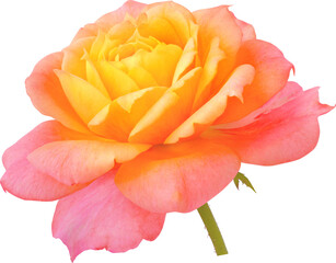 orange-pink Rose flowers focus stacking close up isolated for love wedding and valentines day