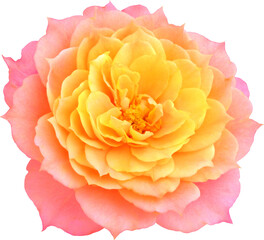 orange-pink Rose flowers focus stacking close up isolated for love wedding and valentines day