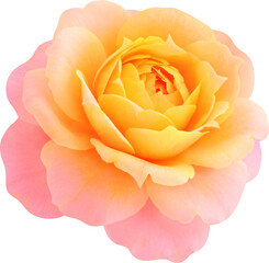 orange-pink Rose flowers focus stacking close up isolated for love wedding and valentines day