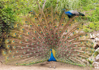 Pavo real