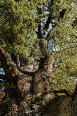 Obraz premium Caserta, Italy - 05.01.2025: A huge tree in the palace garden of the Reggia di Caserta (Royal Palace of Caserta). Low viewpoint. Thick trunk and branches. Light and shadows.