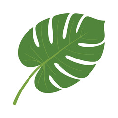 Tropical Monstera Deliciosa leaf illustration