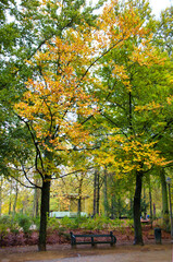Naklejka premium Awesome autumnal view in the park in Northern Europe: a bench, a path and high trees.