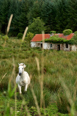 White and brown horses beside old ruins farm house