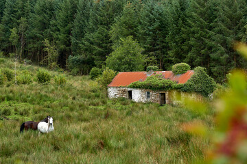 White and brown horses beside old ruins farm house
