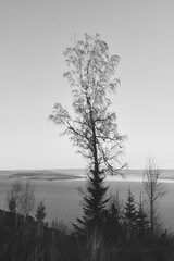 A birch tree above Lake Mj&oslash;sa, Norway, December 2025.