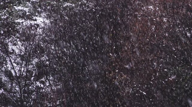 Dramatic 4K winter scene of intense snowfall streaking downward over dense leafless trees blanketed in snow, creating a moody dark forest atmosphere.