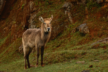 Juvenile waterbuck standing on a green hillside with a natural rocky background