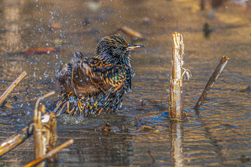 Fototapete bei efototapeten.de bestellen   