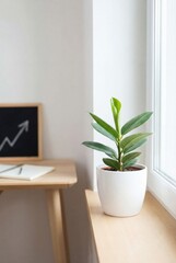 Potted plant on windowsill in bright minimalist workspace