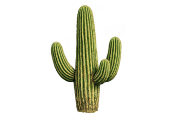 Saguaro cactus growing in arid desert climate with multiple arms, isolated on transparent background