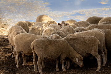 Curious sheep © wooden_post