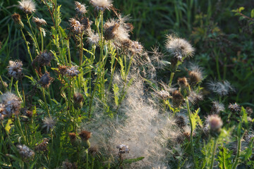 wild thistle plants with fluffy white seed heads and dried flower pods growing in a grassy meadow field under warm natural light in the countryside.