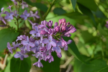 Obraz premium Blooming Lilac Petals, Northern Michigan