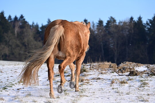 Sch&ouml;nes Pferd trabt munter &uuml;ber schneebedeckte Wiese am Waldrand, R&uuml;ckenansicht