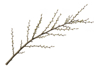 Delicate White Branched Coral Fragment Isolated on Black Background