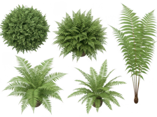 Detailed Green Fern Leaves Isolated on Black Background 1