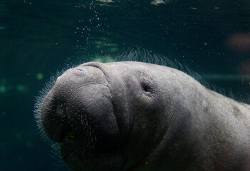 Antillean manatee in the water
