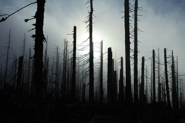Dead trees as a result of bark beetle invasion.