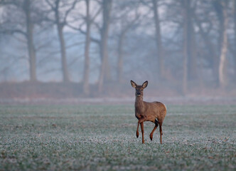 A curious roe deer. © Josef