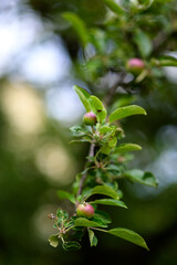 Obraz premium Small Apples Growing on a Tree Branch