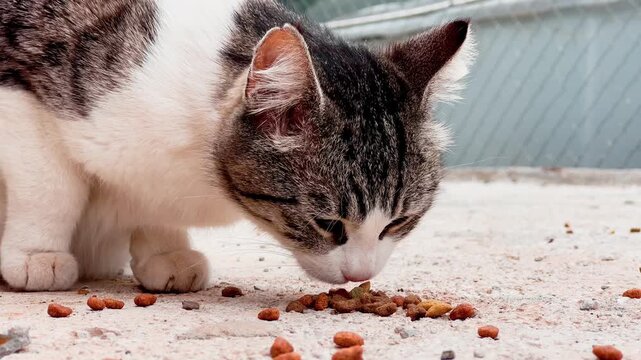 Adorable homeless stray cat eating dry kibble pet food from the concrete ground. Feral animal care and feeding concept in an urban setting