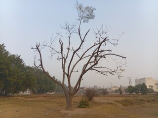 Barren tree in dry landscape with urban background and clear blue sky with leafless tree and cityscape and nature and environment and deserted