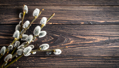 Obraz premium Easter willow catkins on wooden background with copy space, spring pussy willow branches on rustic dark timber