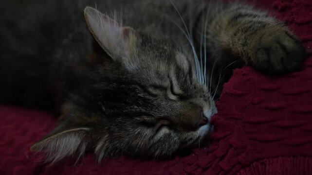 Norwegian Forest Cat sleeping on a red armchair. Cozy indoor scene featuring a fluffy long-haired cat resting comfortably, suitable for pet. 4 k video