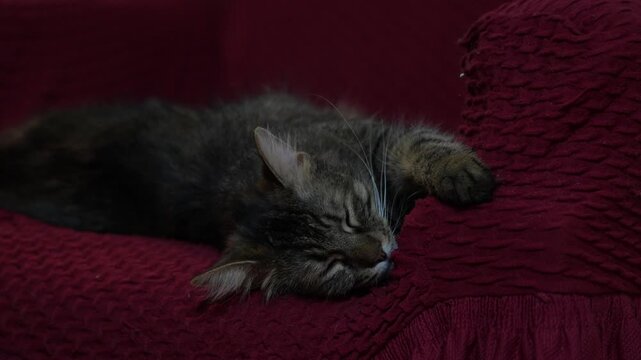 Norwegian Forest Cat sleeping on a red armchair. Cozy indoor scene featuring a fluffy long-haired cat resting comfortably, suitable for pet. 4 k video