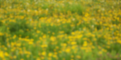 blurred blur defocused Landscape green grass blooming yellow dandelions in perspective in meadow field park background  in garden. soft focus background with warm bokeh lights Fluffy white seed balls