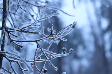 Trees covered with ice. Close-up of tree branches covered with ice. Nature in winter. Thick layer of ice around tree branches, selective focus. Frost. Winter. Frozen forest. Cold weather