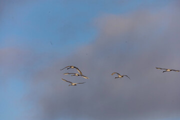 A flock of swans gracefully flying in formation against a cloudy blue sky