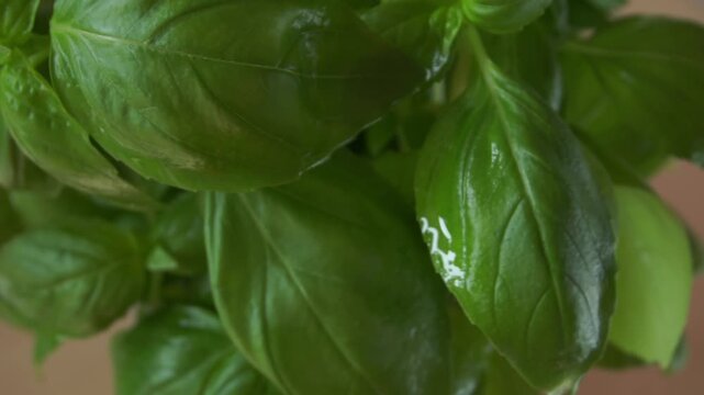Irrigation organic green basil growing. Nature healthy food backdrop.Vegetarian concept. Italian herbs, aromatic Basils plant rotating, closeup, macro shot 