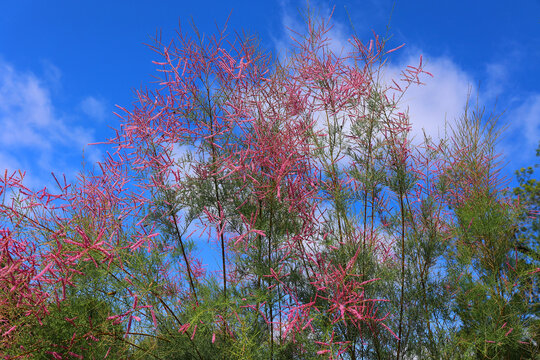 The genus Tamarix (tamarisk, salt cedar, taray) is composed of about 50&ndash;60 species of flowering plants in the family Tamaricaceae, native to drier areas of Eurasia and Africa.