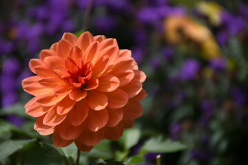 Peach colored dahlia flower with blurred purple background