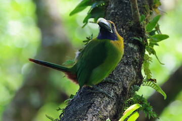 Blue throated emerald toucanet on tree in Costa Rica