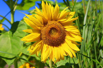 Fototapeta premium Sunflower is an annual plant native to the Americas. It possesses a large inflorescence, and its name is derived from the flower's shape and image which is often used to depict the sun