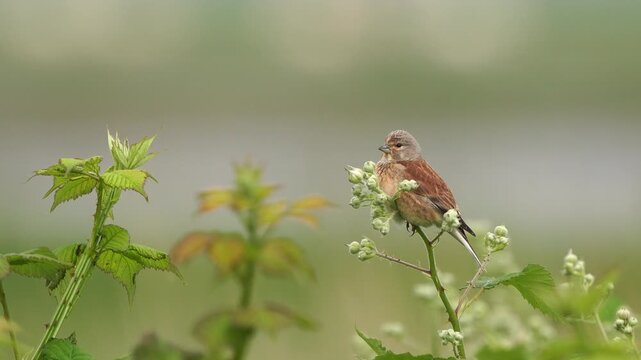 A male common linnet (Linaria cannabina) sitting in the top of a bramble in spring