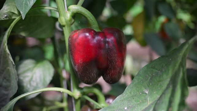 
Bell peppers growing on a tree in a greenhouse.
