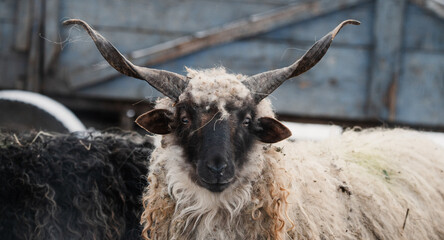 Hungarian Racka sheep with twisted horns on traditional farm © VSzili