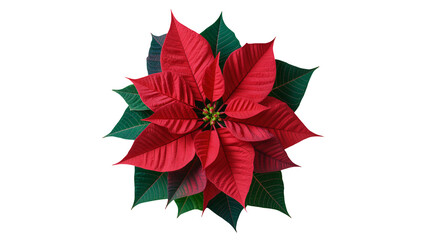 Poinsettia flower in vibrant red color with green leaves on isolated white background for christmas decoration
