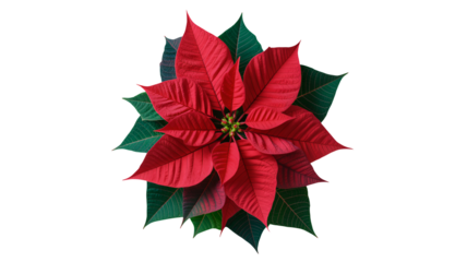 Poinsettia flower in vibrant red color with green leaves on isolated white background for christmas decoration