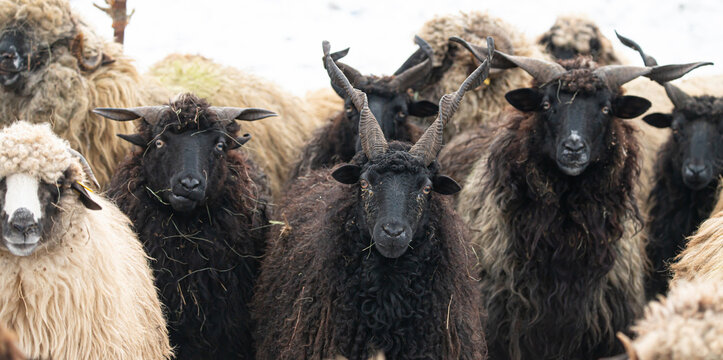 Hungarian Racka sheep with twisted horns on traditional farm