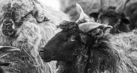 Hungarian Racka sheep with twisted horns on traditional farm © VSzili