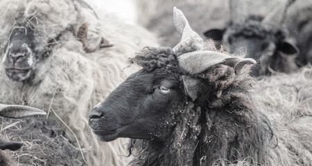 Hungarian Racka sheep with twisted horns on traditional farm © VSzili
