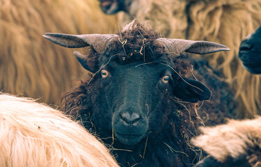 Hungarian Racka sheep with twisted horns on traditional farm © VSzili